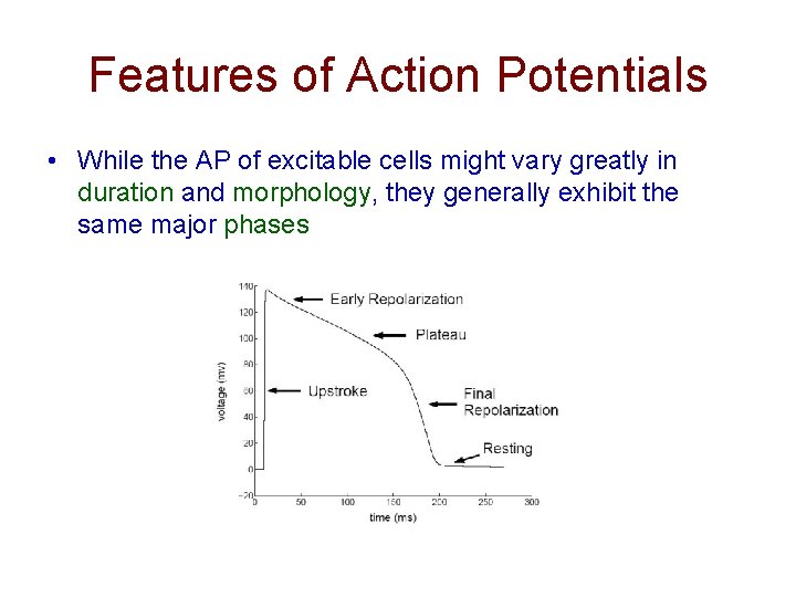 Features of Action Potentials • While the AP of excitable cells might vary greatly
