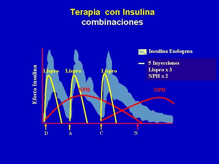 Terapia con Insulina combinaciones Efecto Insulina Endogena Lispro 5 Inyecciones Lispro x 3 NPH