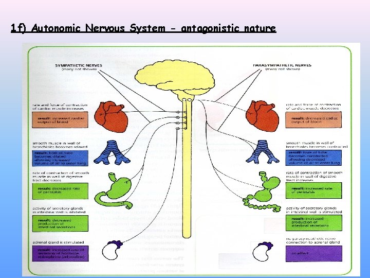 1 f) Autonomic Nervous System - antagonistic nature 