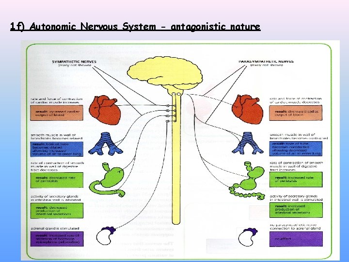 1 f) Autonomic Nervous System - antagonistic nature 1 f) Autonomic Nervous System - antagonistic nature