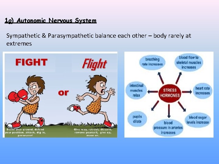 1 g) Autonomic Nervous System Sympathetic & Parasympathetic balance each other – body rarely