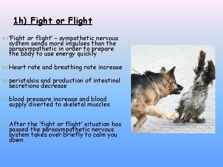 1 h) Fight or Flight ‘Fight or flight’ – sympathetic nervous system sends more 1 h) Fight or Flight ‘Fight or flight’ – sympathetic nervous system sends more