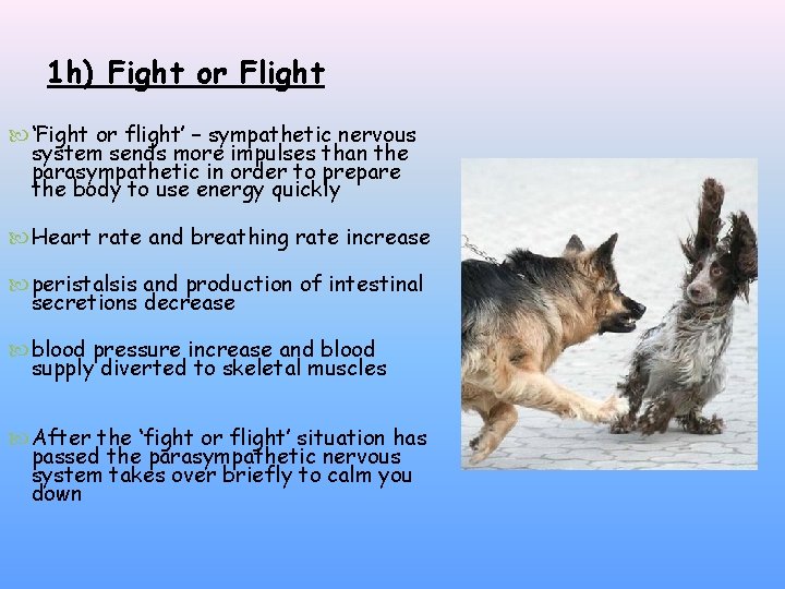 1 h) Fight or Flight ‘Fight or flight’ – sympathetic nervous system sends more