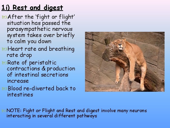 1 i) Rest and digest After the ‘fight or flight’ situation has passed the 1 i) Rest and digest After the ‘fight or flight’ situation has passed the