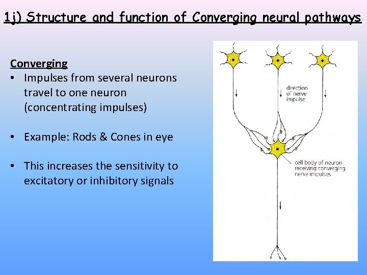 1 j) Structure and function of Converging neural pathways Converging • Impulses from several