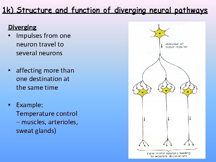 1 k) Structure and function of diverging neural pathways Diverging • Impulses from one