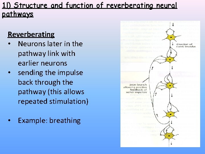 1 l) Structure and function of reverberating neural pathways Reverberating • Neurons later in