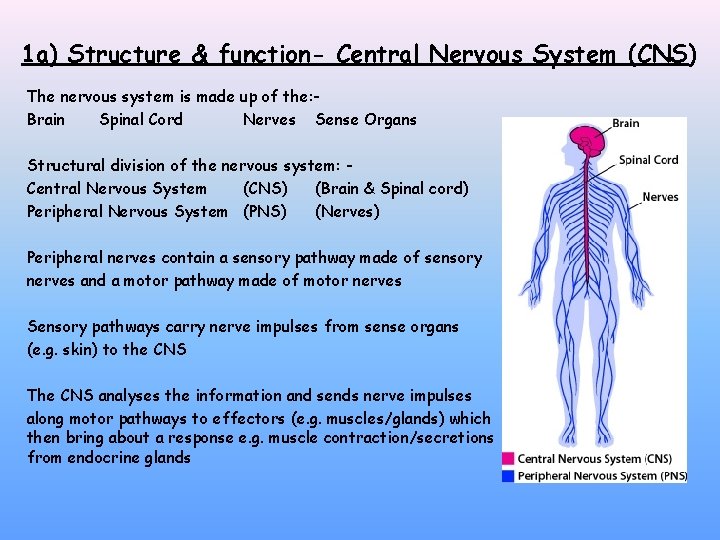 1 a) Structure & function- Central Nervous System (CNS) The nervous system is made 1 a) Structure & function- Central Nervous System (CNS) The nervous system is made