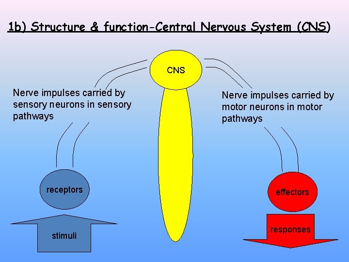 1 b) Structure & function-Central Nervous System (CNS) CNS Nerve impulses carried by sensory