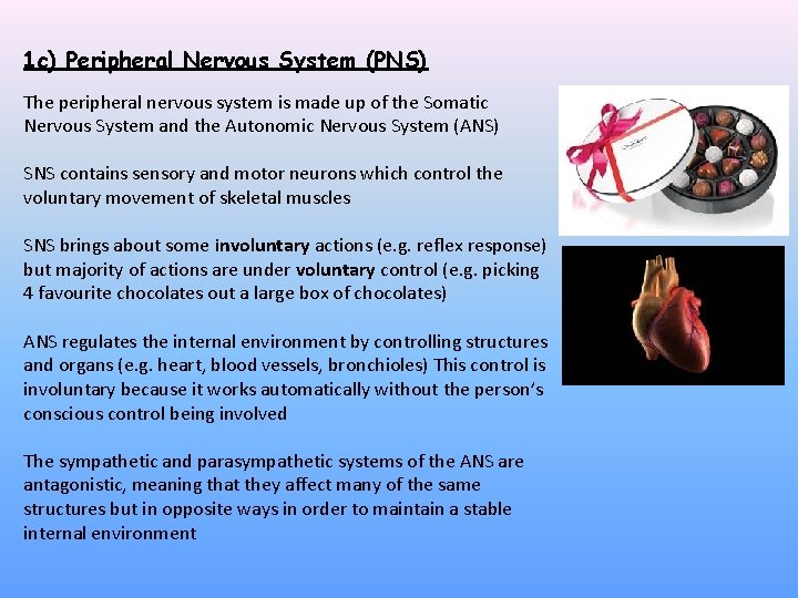 1 c) Peripheral Nervous System (PNS) The peripheral nervous system is made up of 1 c) Peripheral Nervous System (PNS) The peripheral nervous system is made up of