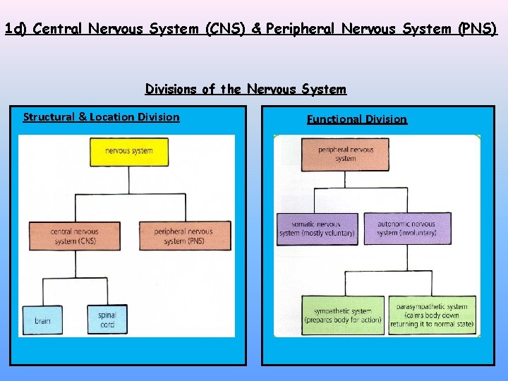 1 d) Central Nervous System (CNS) & Peripheral Nervous System (PNS) Divisions of the