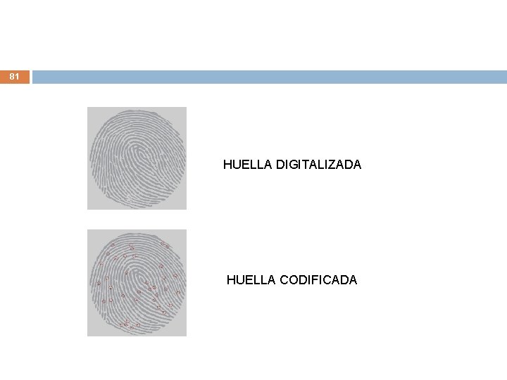 81 HUELLA DIGITALIZADA HUELLA CODIFICADA 