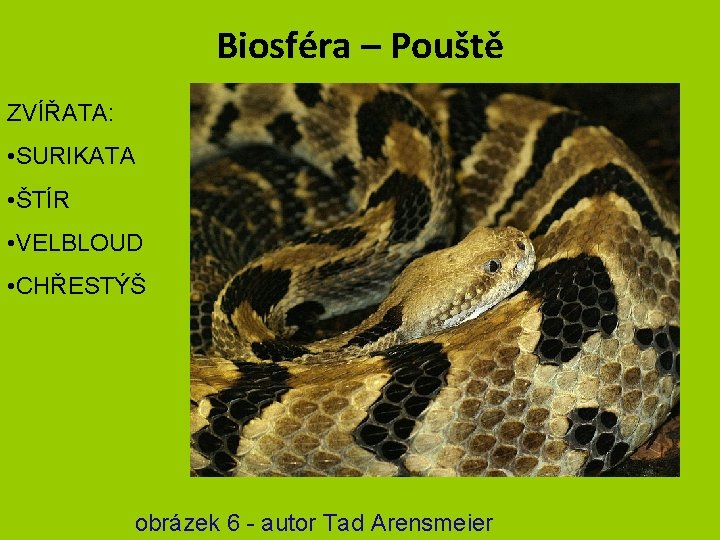 Biosféra – Pouště ZVÍŘATA: • SURIKATA • ŠTÍR • VELBLOUD • CHŘESTÝŠ obrázek 6