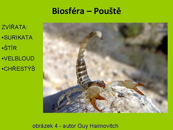 Biosféra – Pouště ZVÍŘATA: • SURIKATA • ŠTÍR • VELBLOUD • CHŘESTÝŠ obrázek 4