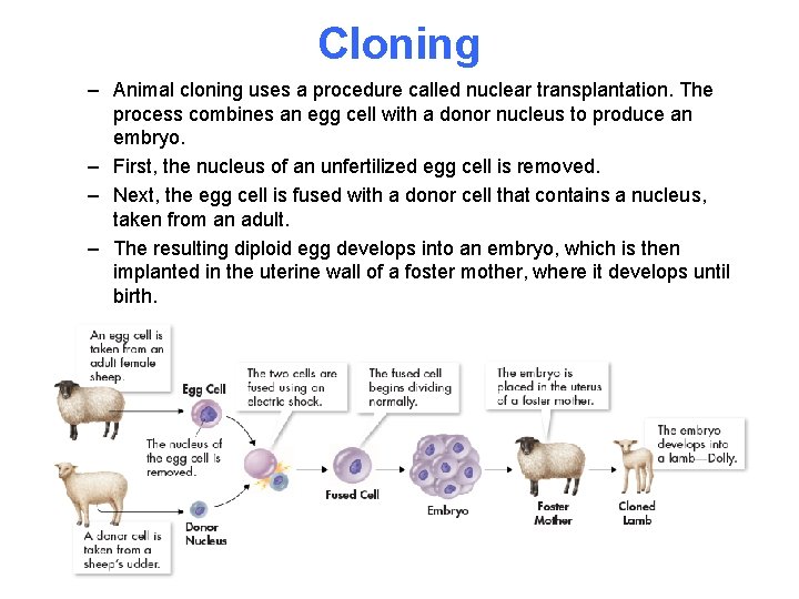 Cloning – Animal cloning uses a procedure called nuclear transplantation. The process combines an