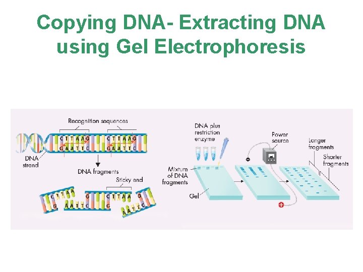 Copying DNA- Extracting DNA using Gel Electrophoresis 