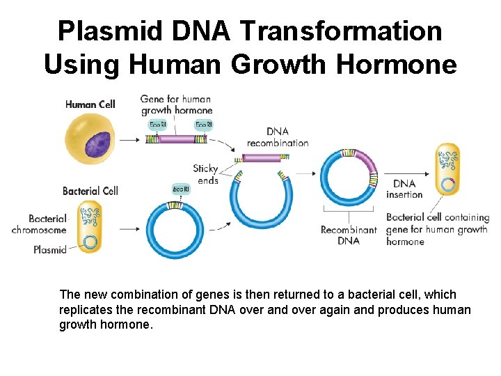 Plasmid DNA Transformation Using Human Growth Hormone The new combination of genes is then