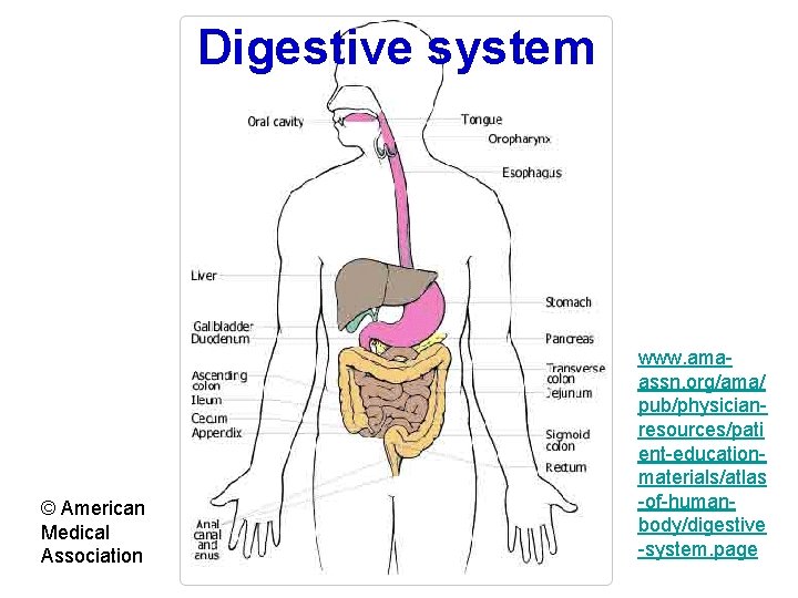 Digestive system © American Medical Association www. amaassn. org/ama/ pub/physicianresources/pati ent-educationmaterials/atlas -of-humanbody/digestive -system. page
