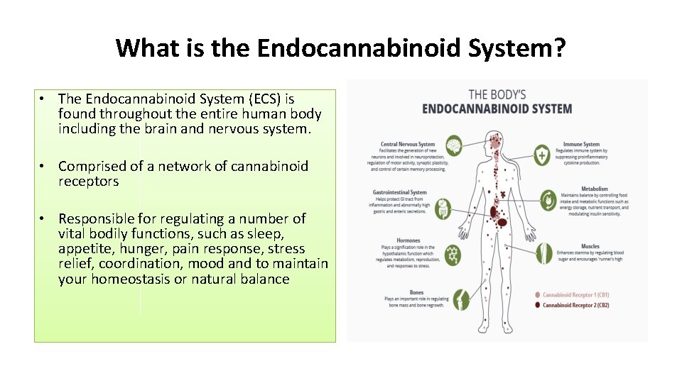 What is the Endocannabinoid System? • The Endocannabinoid System (ECS) is found throughout the