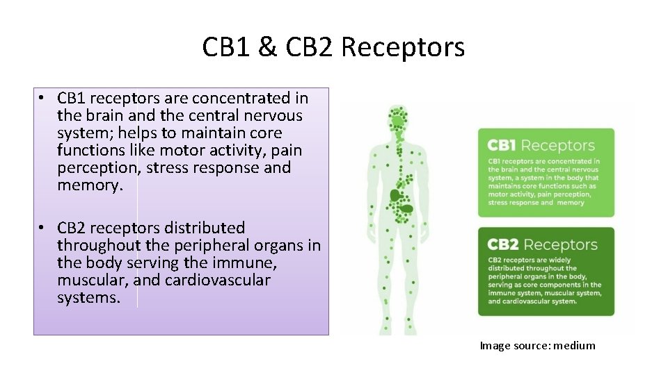 CB 1 & CB 2 Receptors • CB 1 receptors are concentrated in the