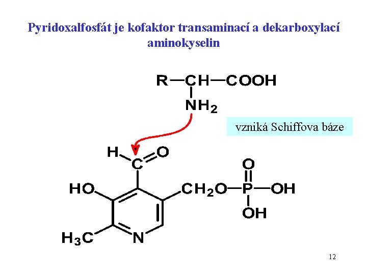 Pyridoxalfosfát je kofaktor transaminací a dekarboxylací aminokyselin vzniká Schiffova báze 12 