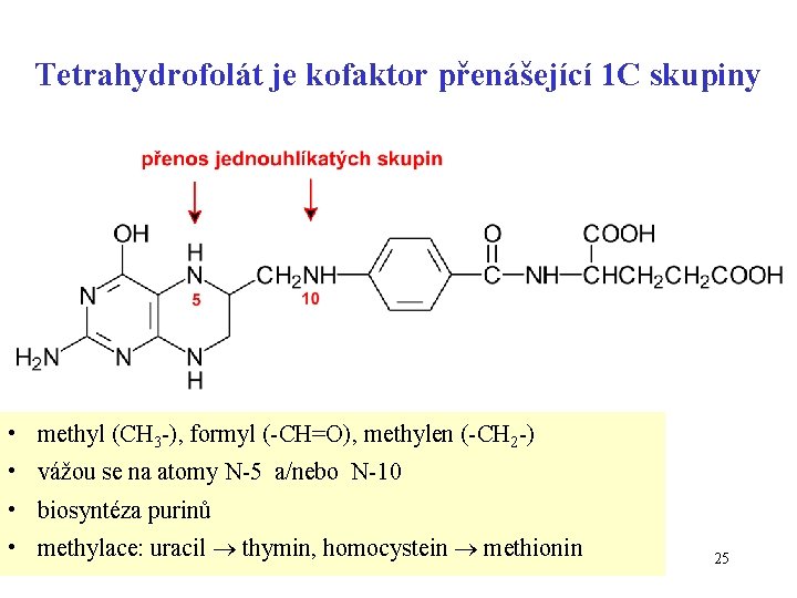 Tetrahydrofolát je kofaktor přenášející 1 C skupiny • methyl (CH 3 -), formyl (-CH=O),