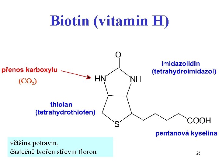 Biotin (vitamin H) (CO 2) většina potravin, částečně tvořen střevní florou 26 