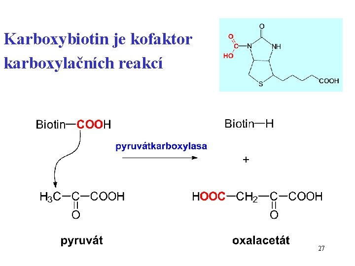 Karboxybiotin je kofaktor karboxylačních reakcí + 27 