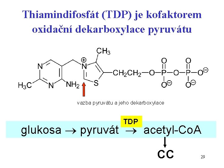 Thiamindifosfát (TDP) je kofaktorem oxidační dekarboxylace pyruvátu vazba pyruvátu a jeho dekarboxylace TDP glukosa