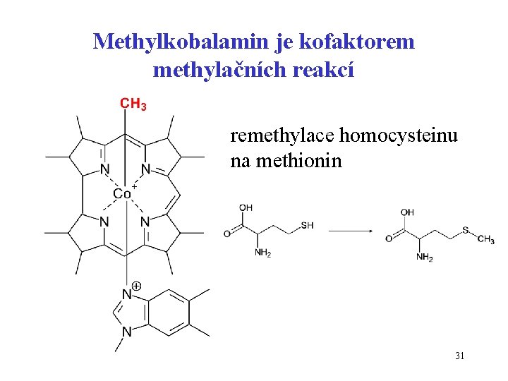 Methylkobalamin je kofaktorem methylačních reakcí remethylace homocysteinu na methionin 31 