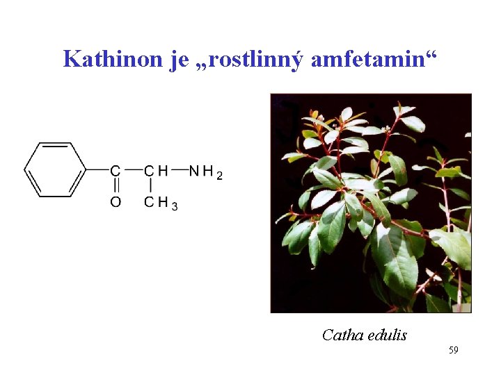 Kathinon je „rostlinný amfetamin“ Catha edulis 59 