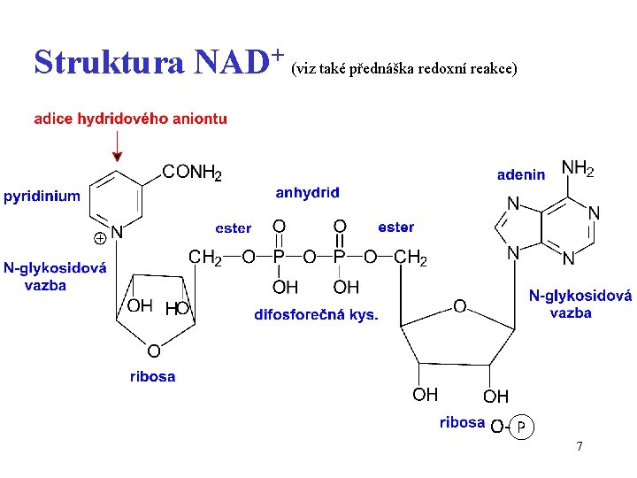 Struktura NAD+ (viz také přednáška redoxní reakce) O- P 7 