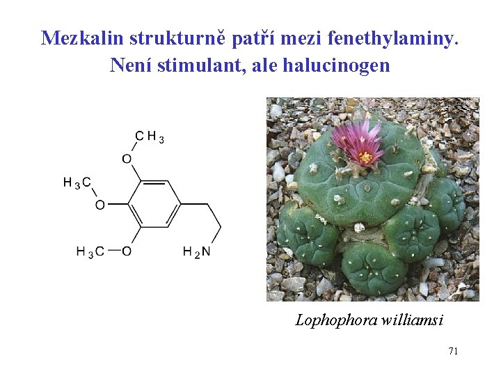 Mezkalin strukturně patří mezi fenethylaminy. Není stimulant, ale halucinogen Lophophora williamsi 71 