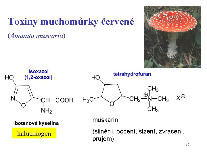 Toxiny muchomůrky červené (Amanita muscaria) muskarin halucinogen (slinění, pocení, slzení, zvracení, průjem) 72 