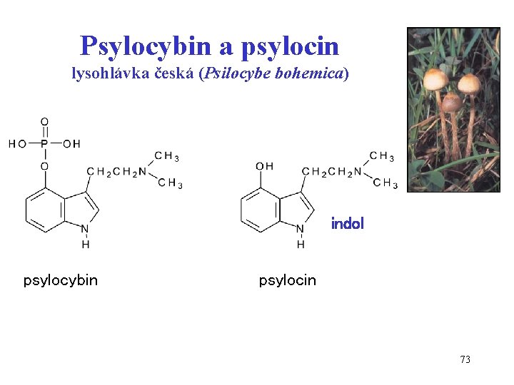 Psylocybin a psylocin lysohlávka česká (Psilocybe bohemica) indol psylocybin psylocin 73 