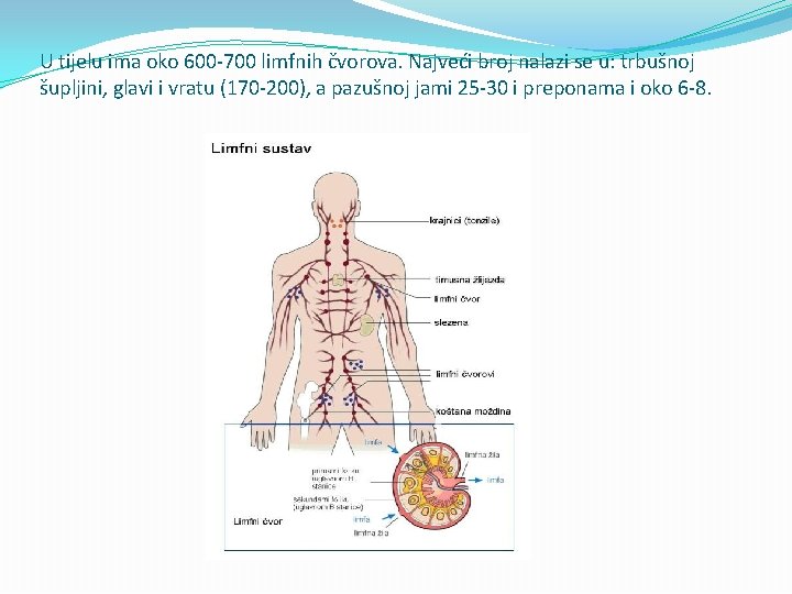 U tijelu ima oko 600 -700 limfnih čvorova. Najveći broj nalazi se u: trbušnoj