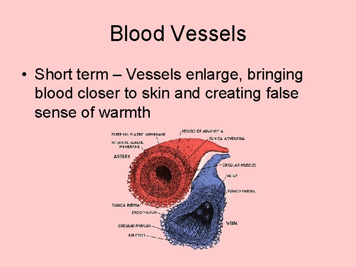 Blood Vessels • Short term – Vessels enlarge, bringing blood closer to skin and
