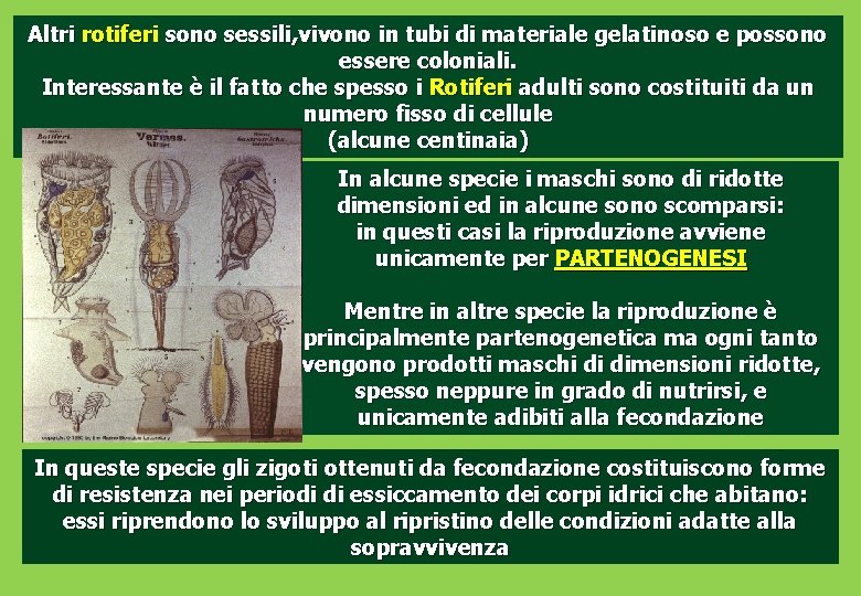 Altri rotiferi sono sessili, vivono in tubi di materiale gelatinoso e possono essere coloniali.