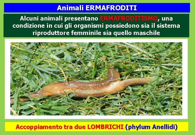 Animali ERMAFRODITI Alcuni animali presentano ERMAFRODITISMO, una condizione in cui gli organismi possiedono sia