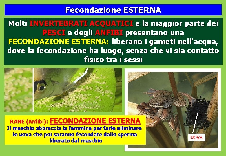 Fecondazione ESTERNA Molti INVERTEBRATI ACQUATICI e la maggior parte dei PESCI e degli ANFIBI