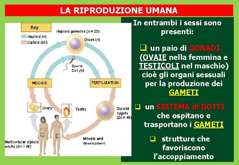 LA RIPRODUZIONE UMANA In entrambi i sessi sono presenti: q un paio di GONADI