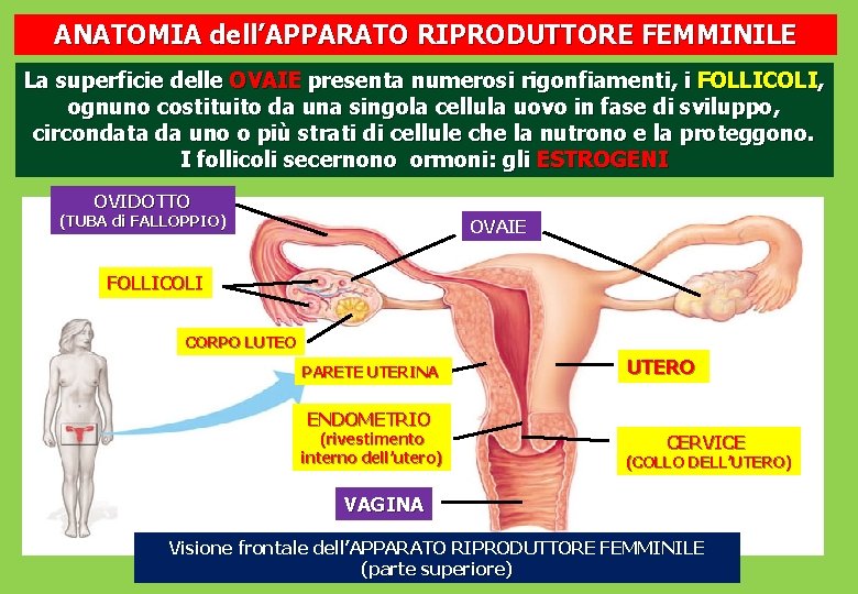 ANATOMIA dell’APPARATO RIPRODUTTORE FEMMINILE La superficie delle OVAIE presenta numerosi rigonfiamenti, i FOLLICOLI, ognuno