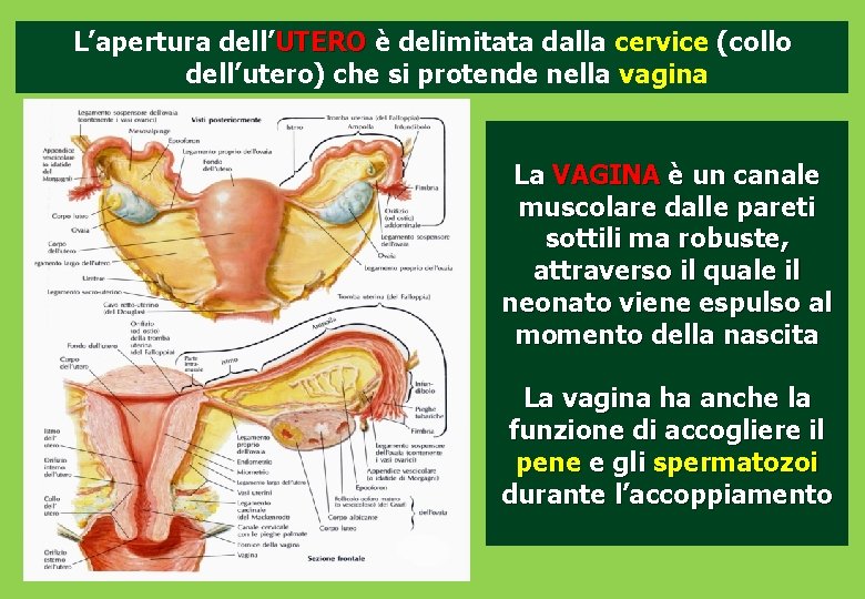 L’apertura dell’UTERO è delimitata dalla cervice (collo dell’utero) che si protende nella vagina La