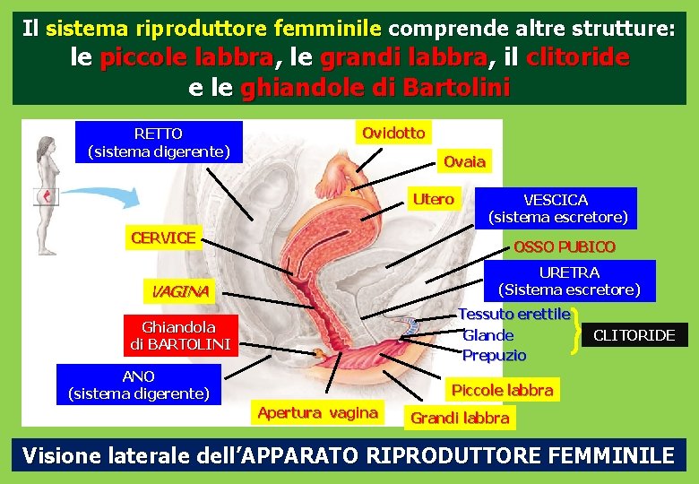 Il sistema riproduttore femminile comprende altre strutture: le piccole labbra, le grandi labbra, il