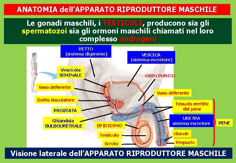 ANATOMIA dell’APPARATO RIPRODUTTORE MASCHILE Le gonadi maschili, i TESTICOLI, producono sia gli spermatozoi sia