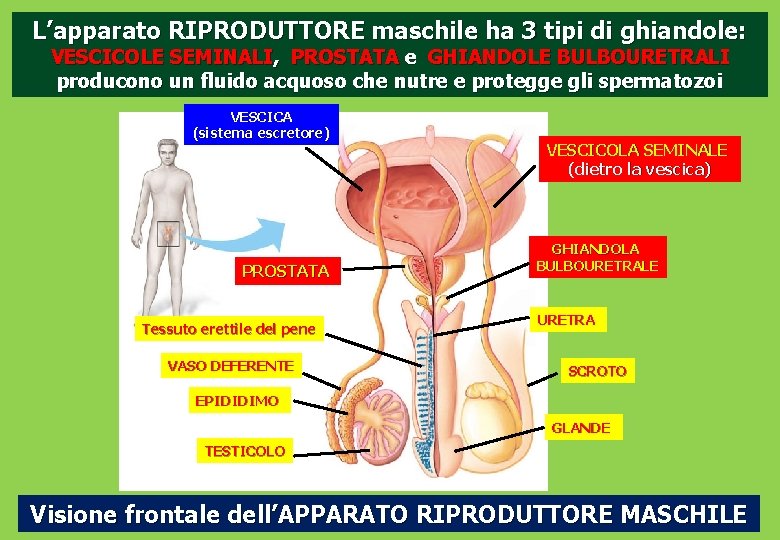 L’apparato RIPRODUTTORE maschile ha 3 tipi di ghiandole: VESCICOLE SEMINALI, PROSTATA e GHIANDOLE BULBOURETRALI