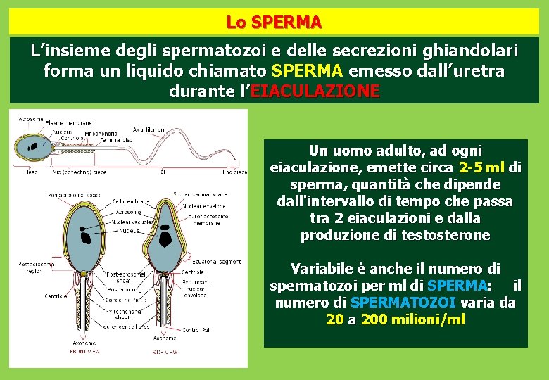 Lo SPERMA L’insieme degli spermatozoi e delle secrezioni ghiandolari forma un liquido chiamato SPERMA