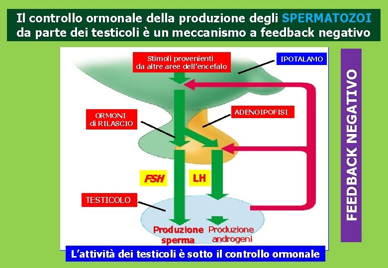 Il controllo ormonale della produzione degli SPERMATOZOI da parte dei testicoli è un meccanismo