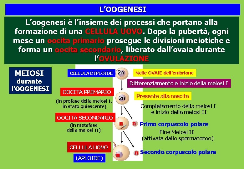 L’OOGENESI L’oogenesi è l’insieme dei processi che portano alla formazione di una CELLULA UOVO.