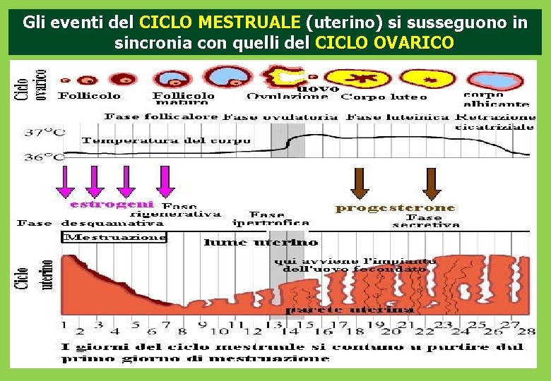 Gli eventi del CICLO MESTRUALE (uterino) si susseguono in sincronia con quelli del CICLO